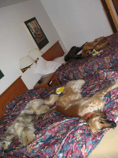 4dogs-in-motel-64x.jpg