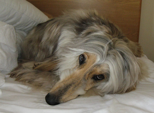 Cat-in-motel-bed-5-29-07-64.jpg