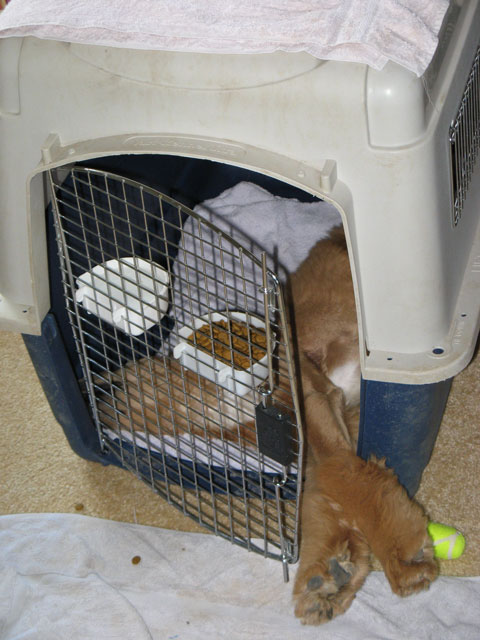 Falco-outgrows-crate-64x.jpg