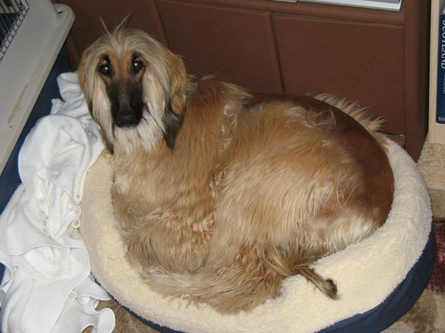 Punkin-in-baby-bed-64x.jpg