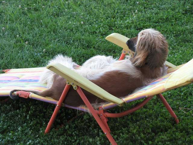 Punkin-in-lawn-chair-64x.jpg