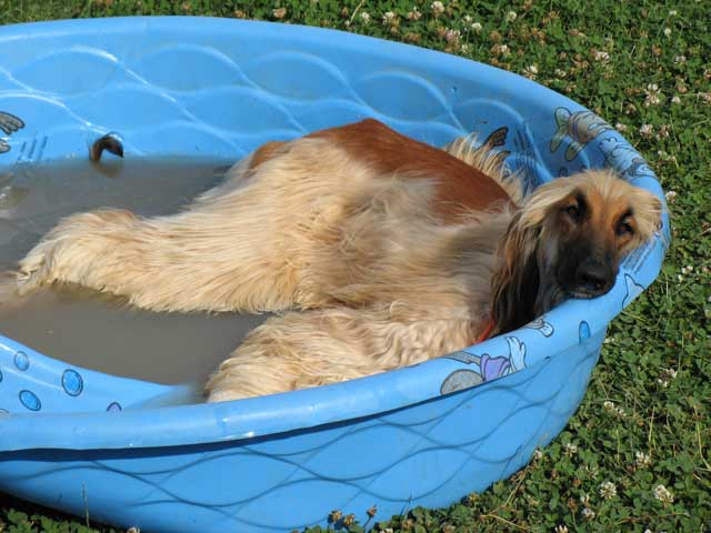 Punkin-in-pool.jpg